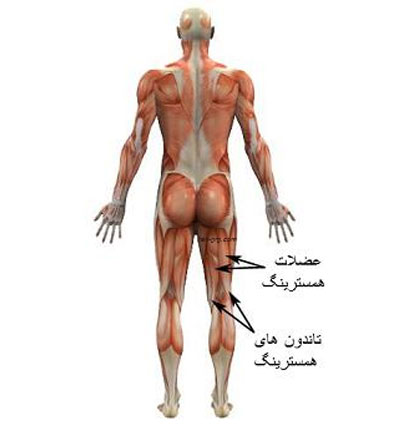 آیفون ۲۰۱۹ از آنتن بهتری بهره خواهد برد